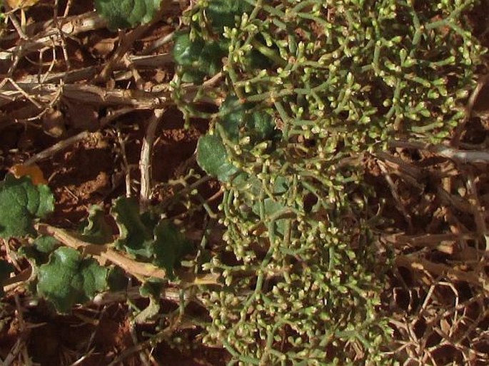 Eriogonum corymbosum var. orbiculatum