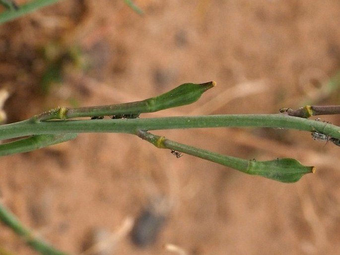 Erucaria erucarioides