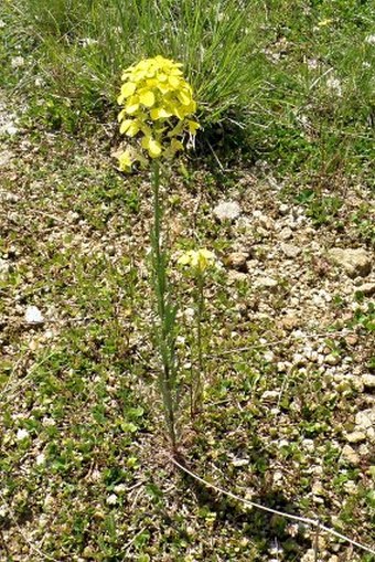 Erysimum kuemmerlei