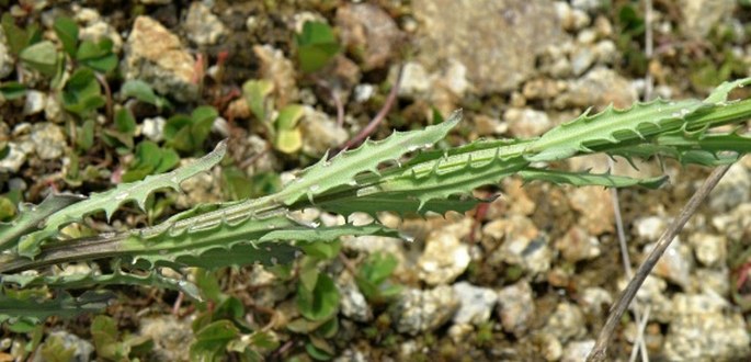 Erysimum kuemmerlei