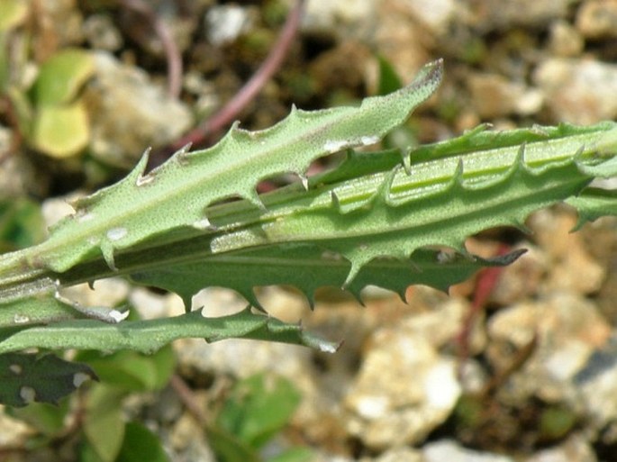 Erysimum kuemmerlei