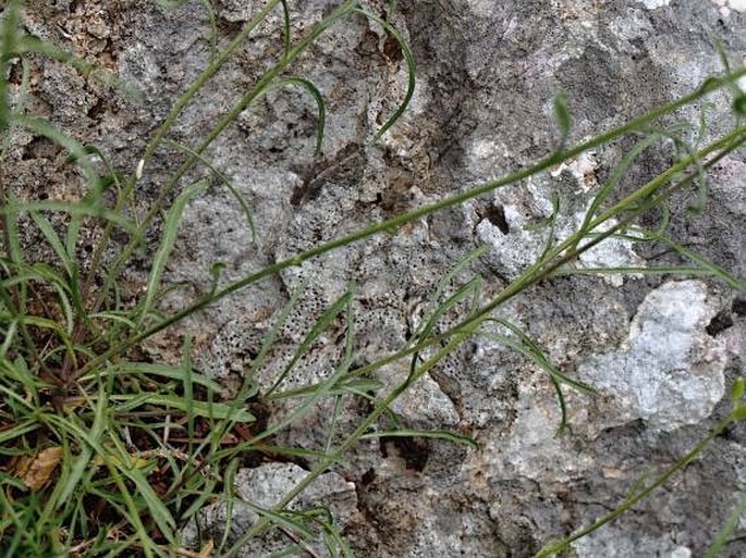 Erysimum linariifolium