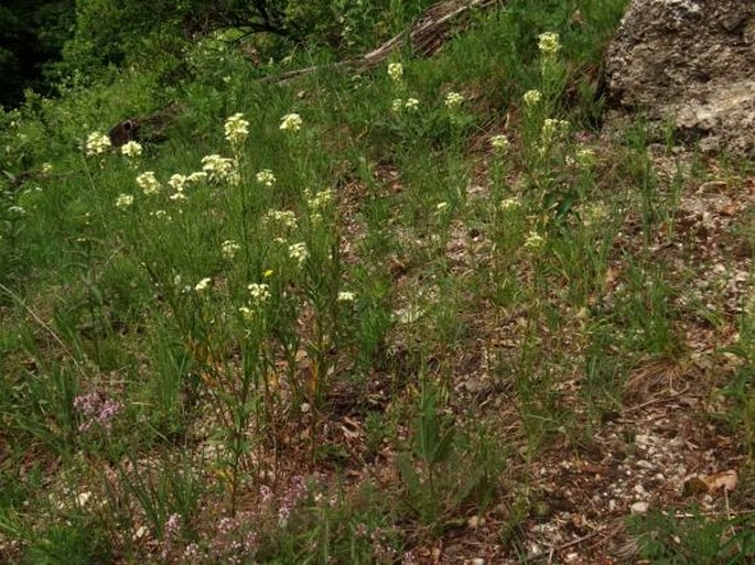 Erysimum pallidiflorum