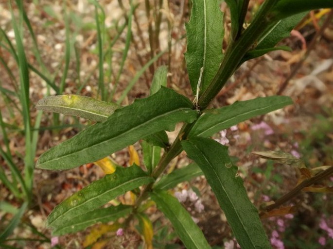 Erysimum pallidiflorum