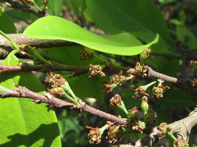 ERYTHROXYLUM COCA Lam. - kokainovník pravý