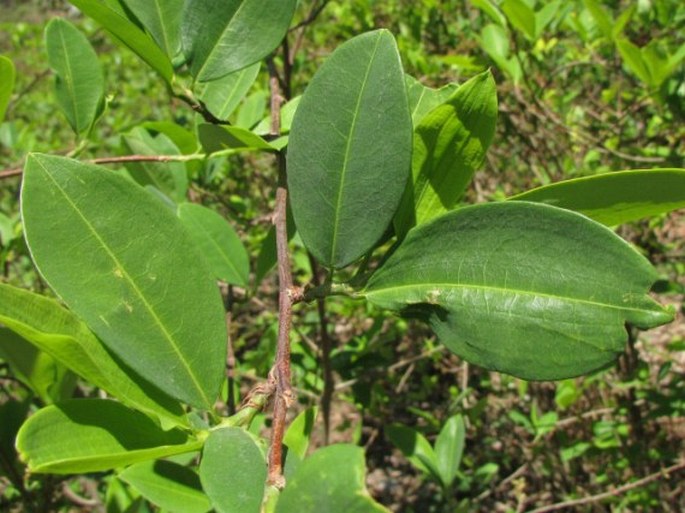 Erythroxylum coca