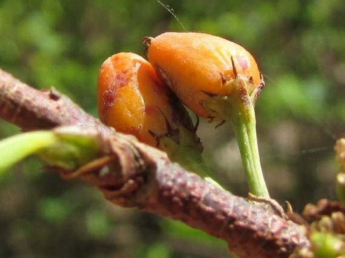 Erythroxylum coca