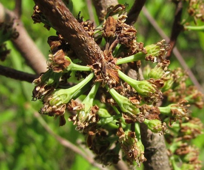 Erythroxylum coca