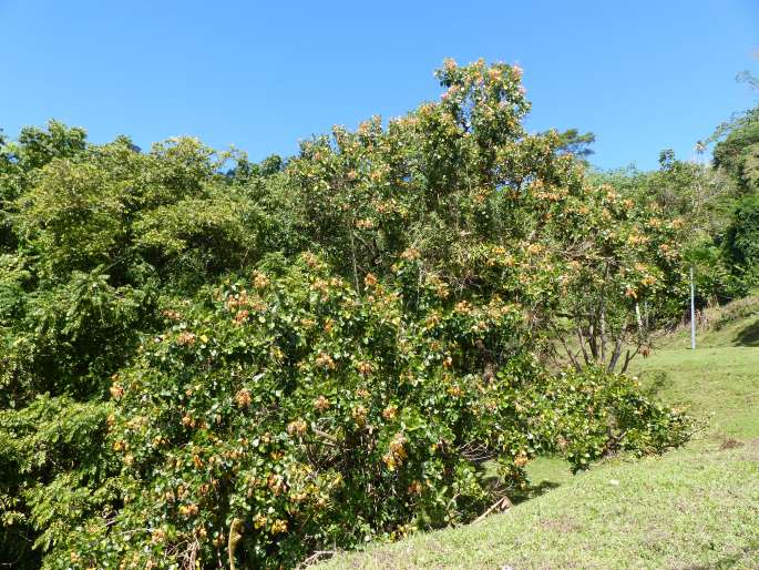 Erythrina fusca