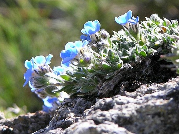 Eritrichium nanum