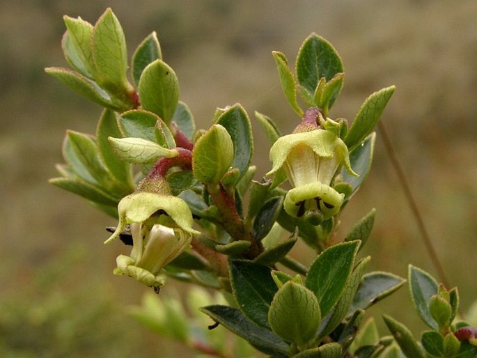 ESCALLONIA MYRTILLOIDES L. f. - zábluda borůvkovitá