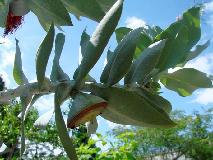 Eucalyptus macrocarpa