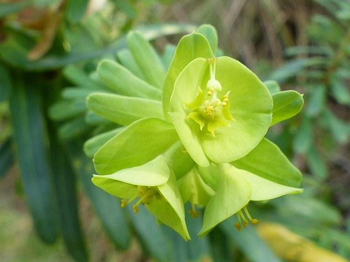 EUPHORBIA EPICYPARISSIAS E. Mey. ex Boiss.