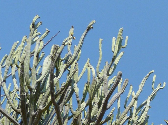 EUPHORBIA FIHERENENSIS Poiss. - pryšec / mliečnik