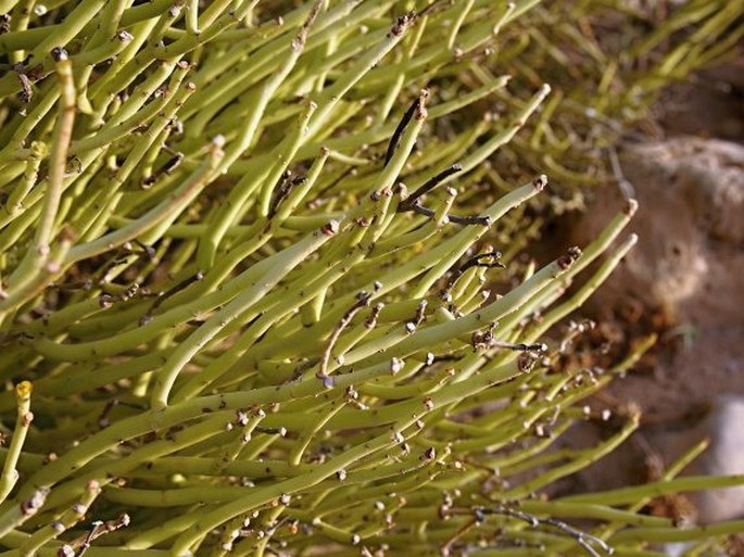 Euphorbia larica