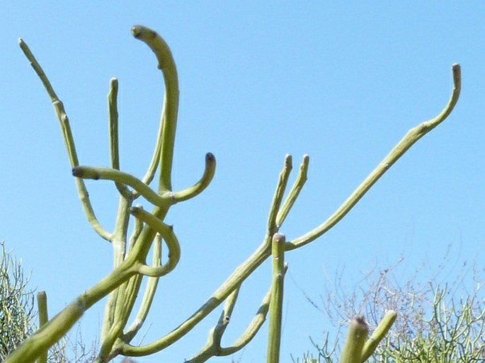 Euphorbia mainty