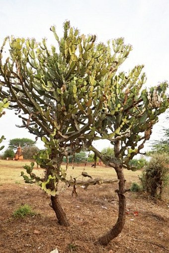 Euphorbia antiquorum