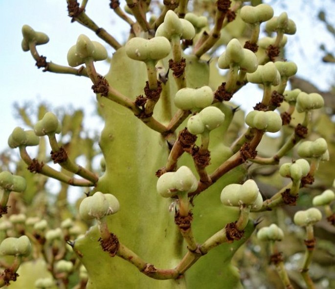 Euphorbia antiquorum