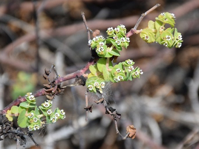 EUPHORBIA AMPLEXICAULIS Hook. f. – pryšec / mliečnik