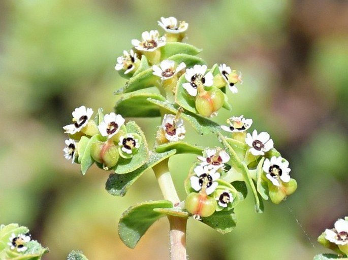 Euphorbia amplexicaulis