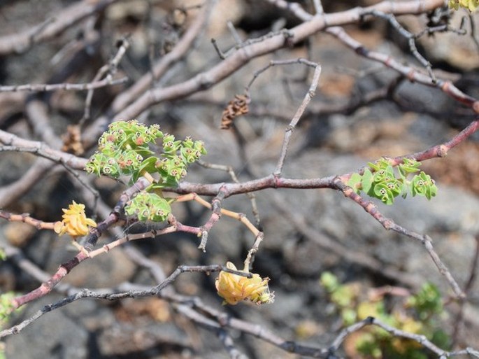 Euphorbia amplexicaulis