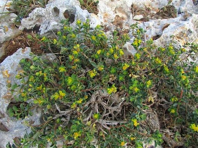 Euphorbia melitensis