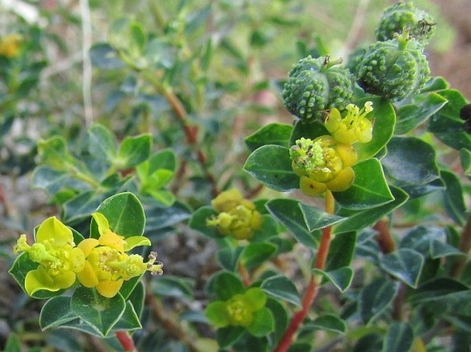 Euphorbia melitensis