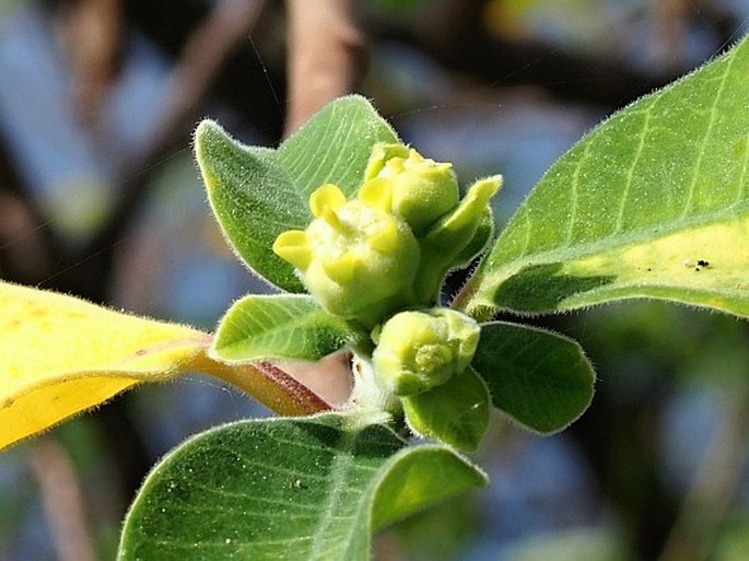 Euphorbia smithii