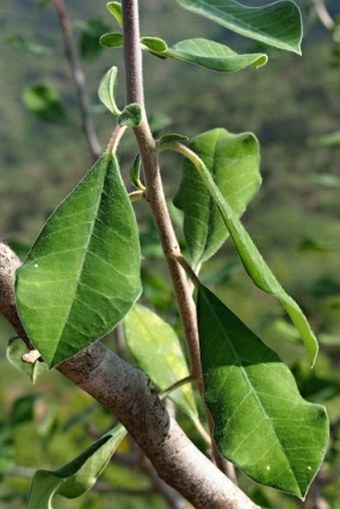 Euphorbia smithii