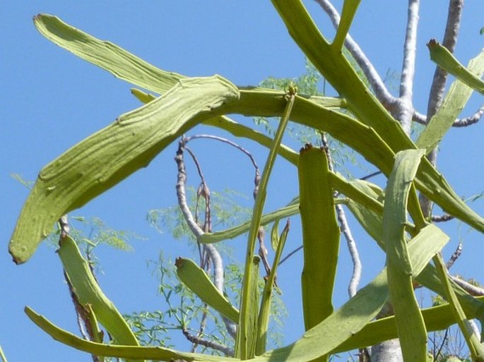 Euphorbia enterophora