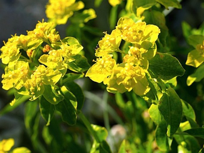 Euphorbia gasparrinii subsp. samnitica