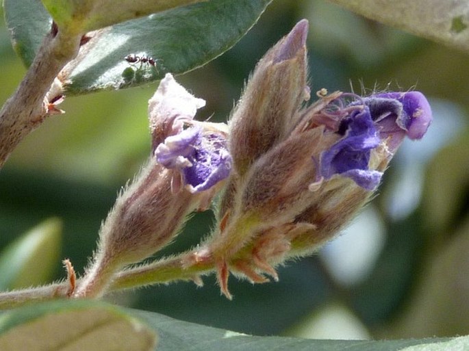 Euphronia guianensis