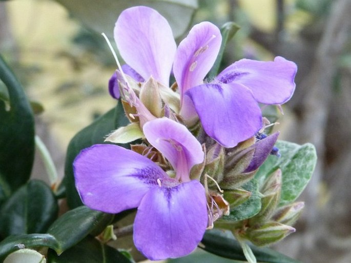 Euphronia guianensis