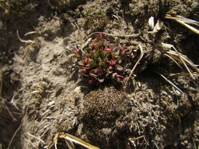 Euphorbia stracheyi