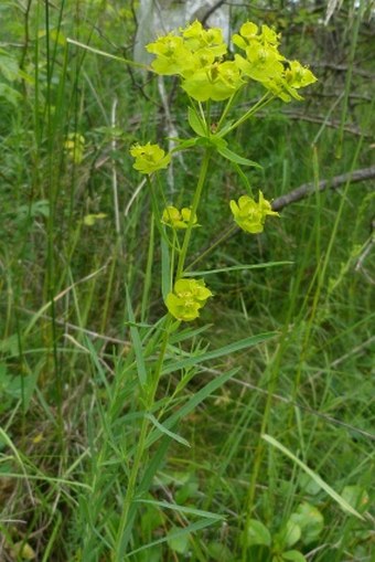 Euphorbia waldsteinii