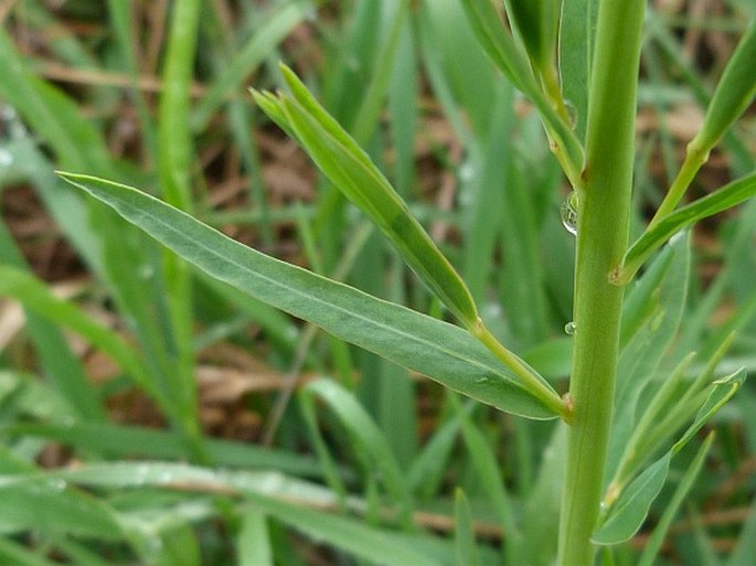 Euphorbia waldsteinii