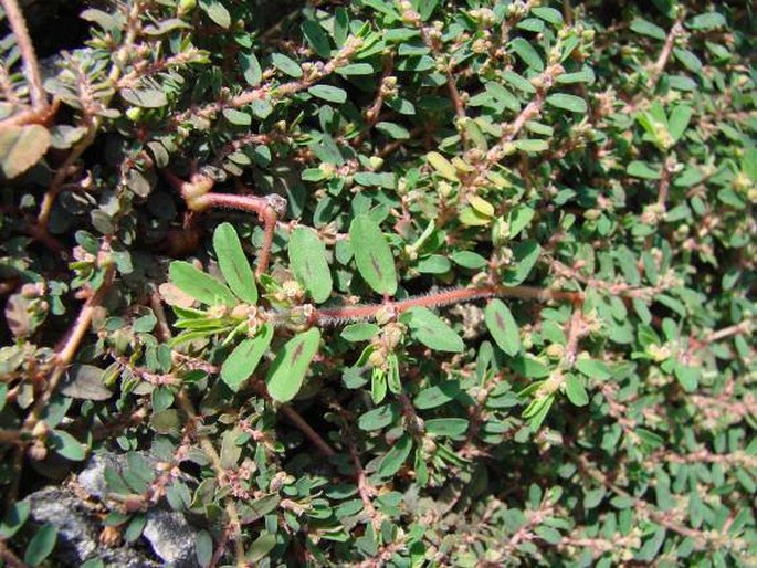 Euphorbia maculata