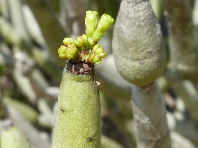 Euphorbia alluaudii subsp. oncoclada