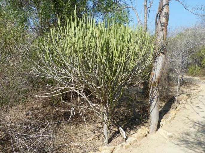 Euphorbia alluaudii subsp. oncoclada