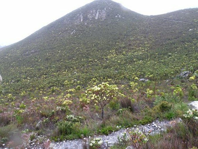 Euryops abrotanifolius