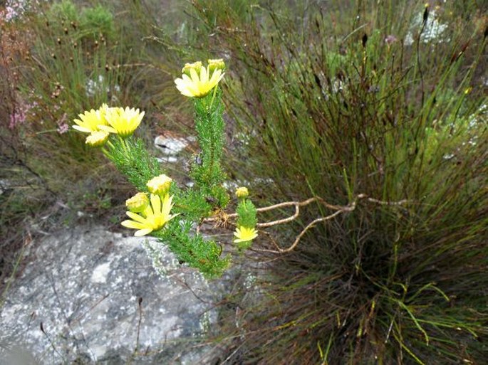 Euryops abrotanifolius