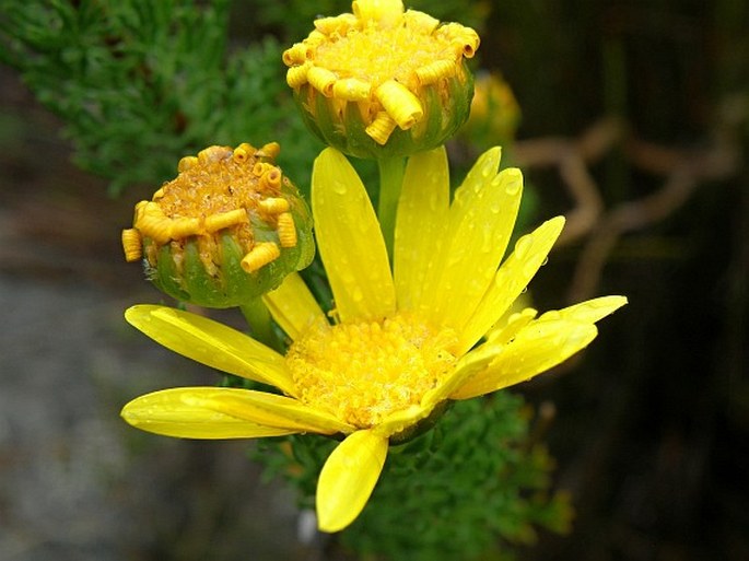 Euryops abrotanifolius