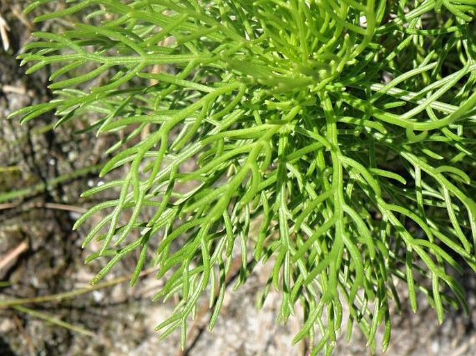 Euryops abrotanifolius