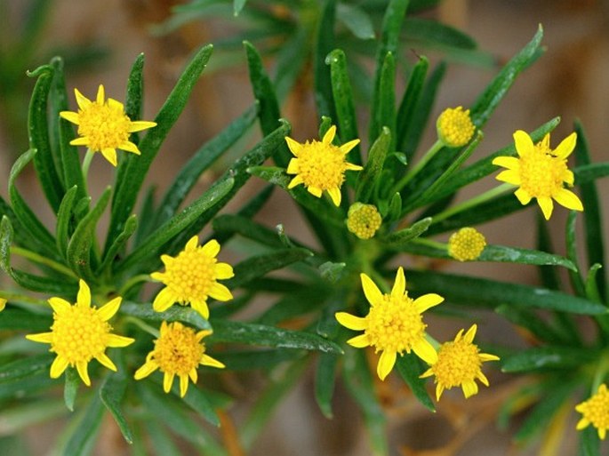 Euryops arabicus