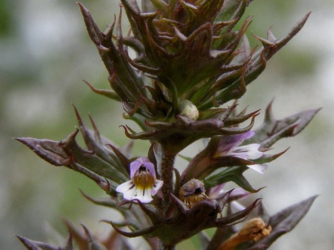 Euphrasia salisburgensis