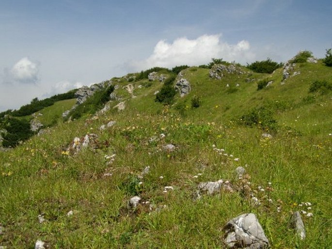 Euphrasia salisburgensis