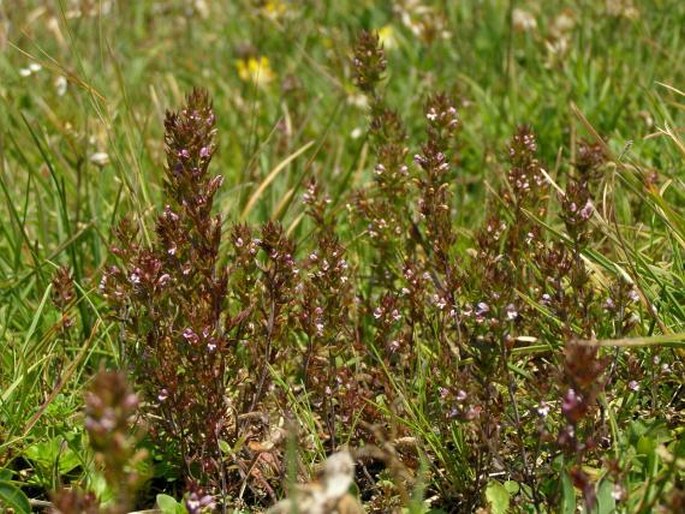 Euphrasia salisburgensis