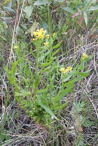 Euthamia graminifolia