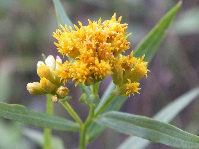 EUTHAMIA GRAMINIFOLIA (L.) Nutt. - zlatobýl trávolistý / zlatobyľ trávolistá