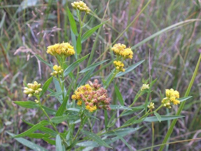 Euthamia graminifolia